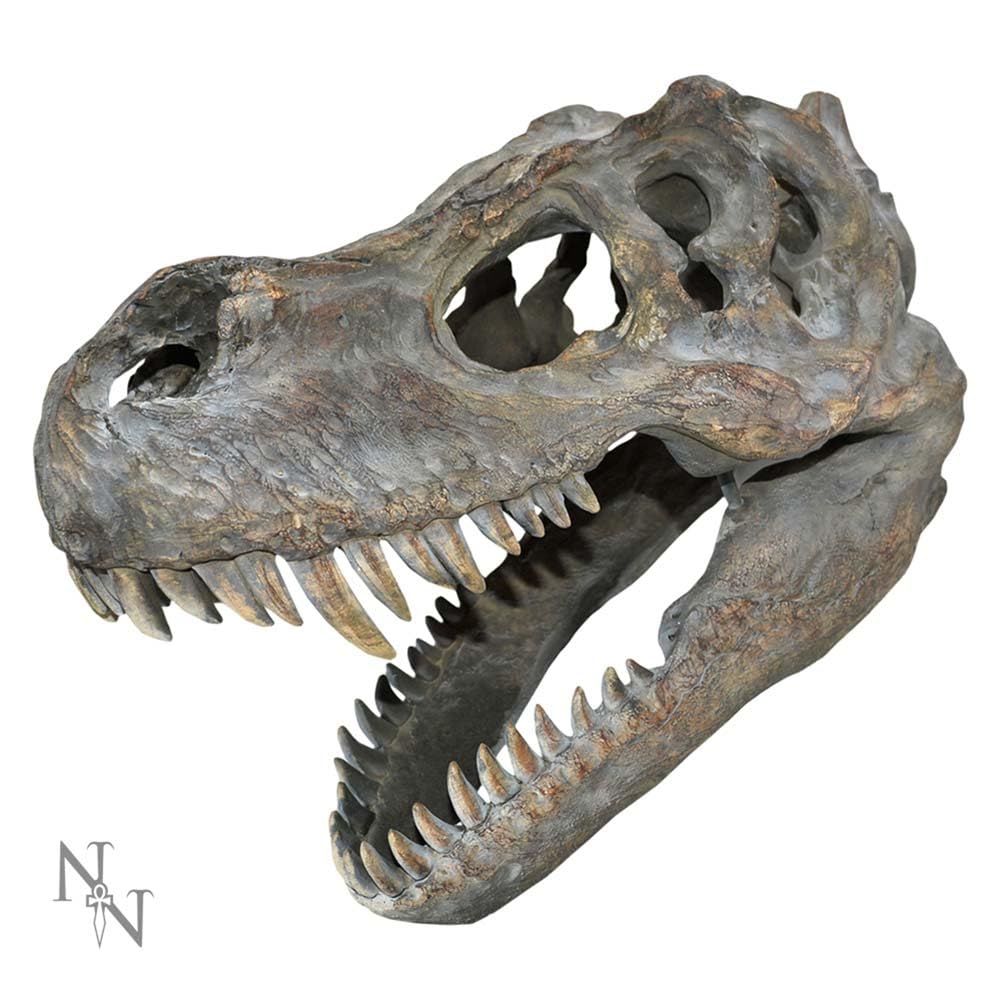 Tyrannosaurus Rex Dinosaur Skull Small 39.5cm B/strap