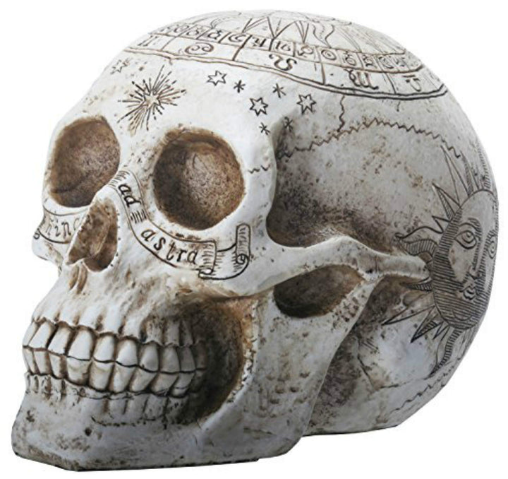 Astrological Skull Engraved With The Zodiac Circle 20cm