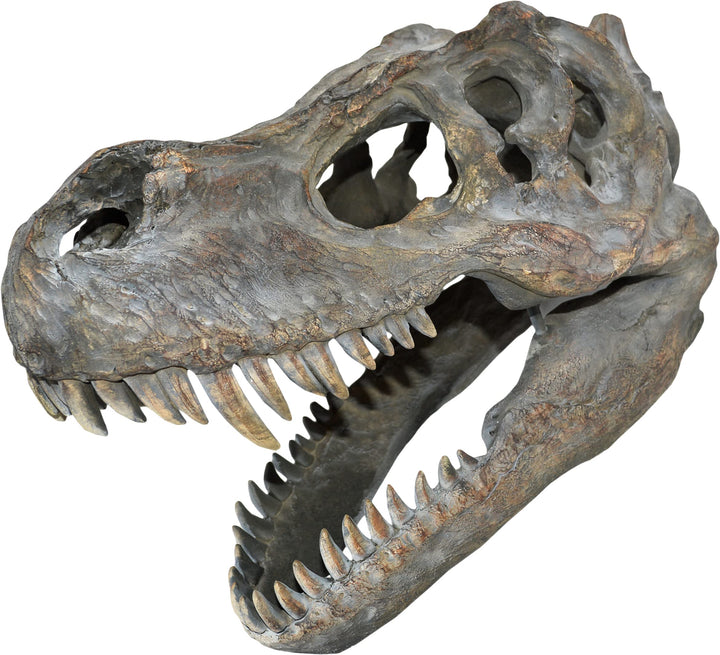 Tyrannosaurus Rex Dinosaur Skull Small 39.5cm B/strap