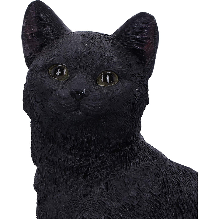 Familiar Fate Black Witches Cat and Skull Figurine 24.3cm