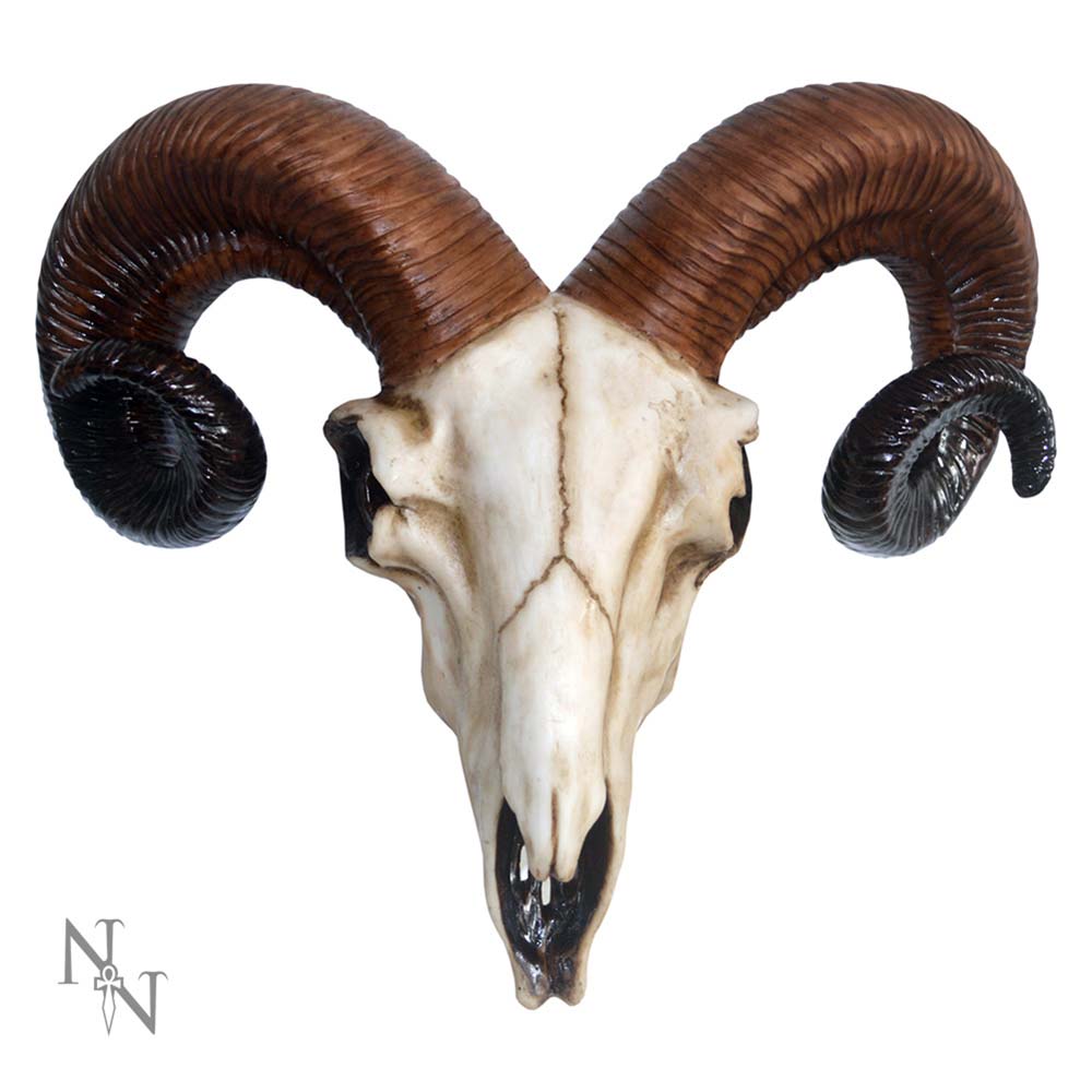 Realistic Wall Mounted Rams Skull Medium 33cm