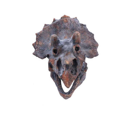 Triceratops Head Dinosaur Skull 23cm Resin Statue 2