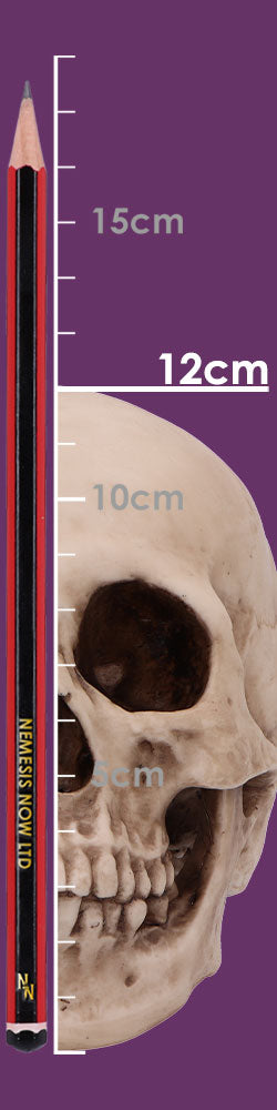 Craniology Decorative Resin Skull 16cm 8