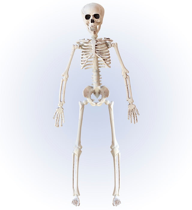 Posable Skeleton 40 Cm