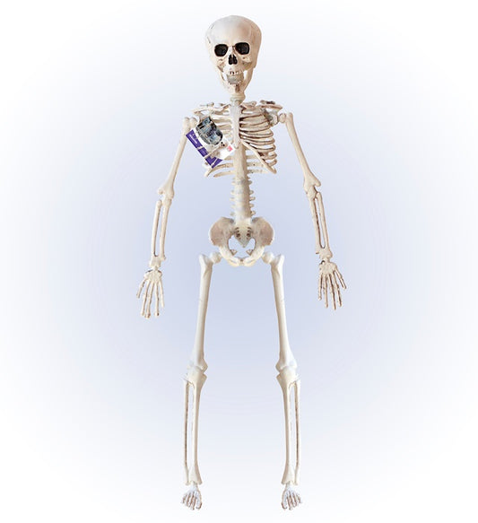 Posable Skeleton 40 Cm