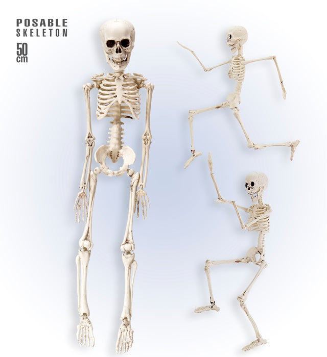 Posable Skeleton 50 Cm