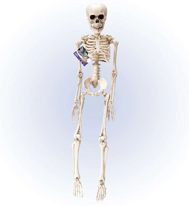 Posable Skeleton 50 Cm