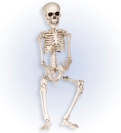 Posable Skeleton 50 Cm