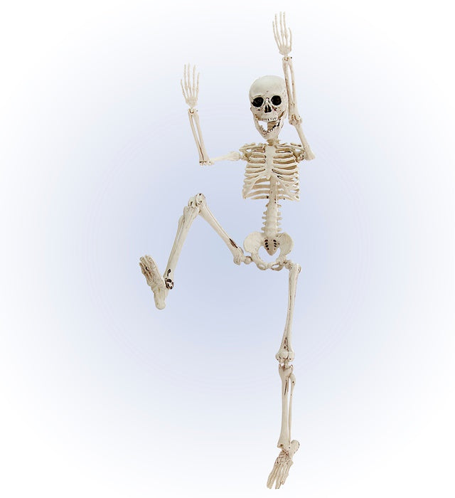 Posable Skeleton 50 Cm