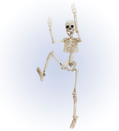 Posable Skeleton 50 Cm