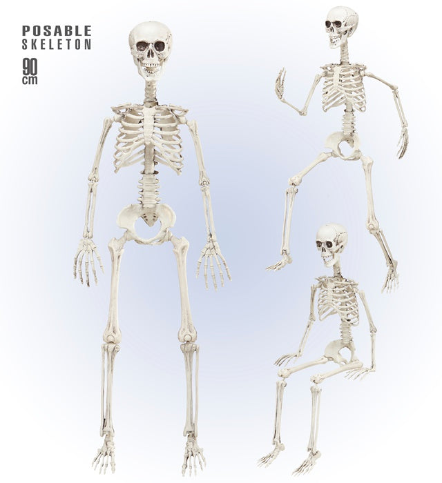 Posable Skeleton 90 Cm