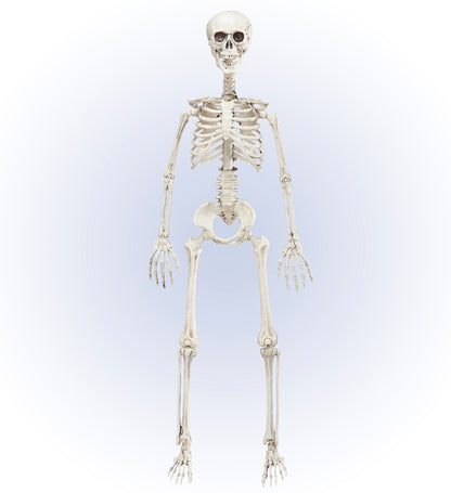 Posable Skeleton 90 Cm