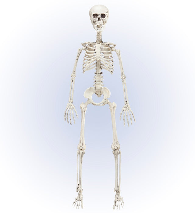 Posable Skeleton 90 Cm