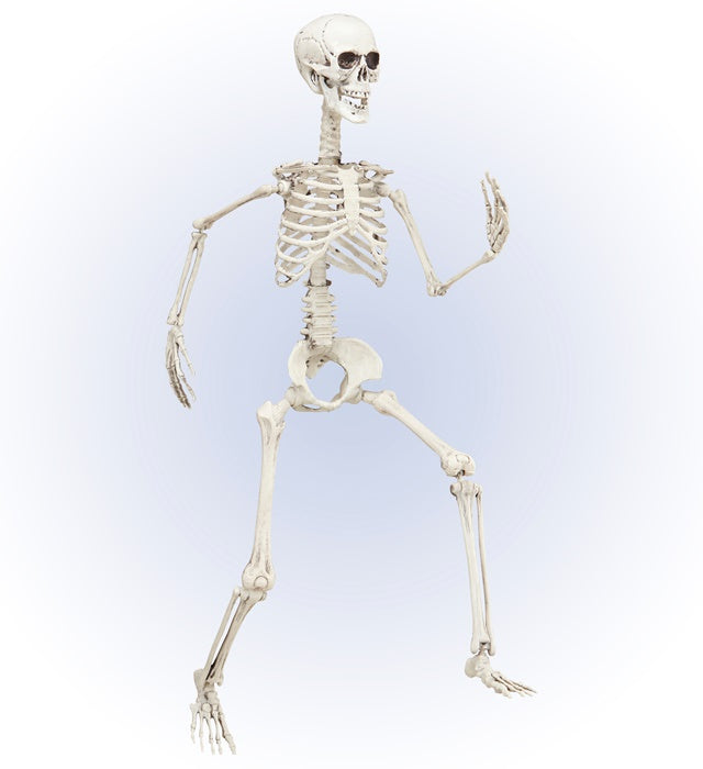 Posable Skeleton 90 Cm