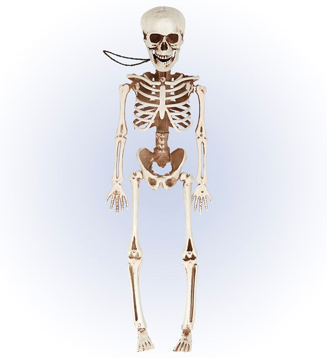 Posable Skeleton 40 Cm