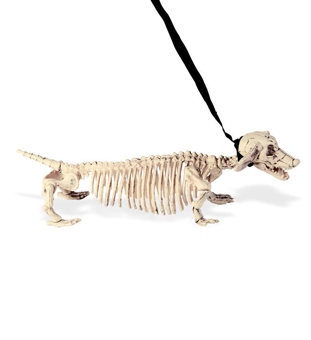 Dachshund Skeleton With Leash 55Cm