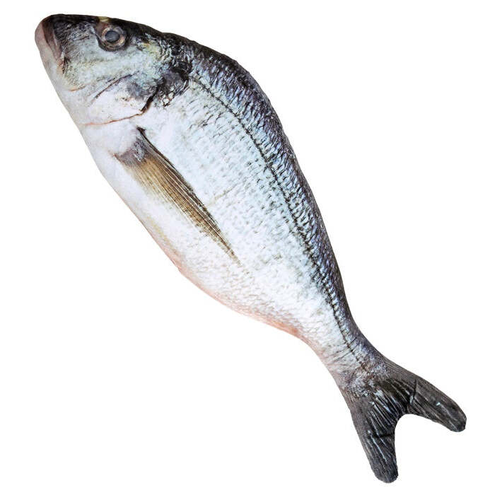 Fish 55 Cm