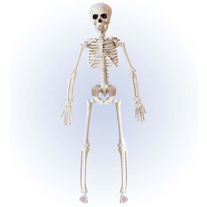 Posable Skeleton 40 Cm