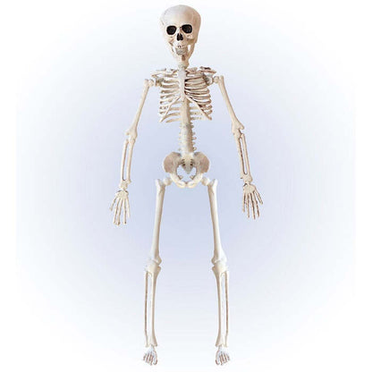 Posable Skeleton 40 Cm