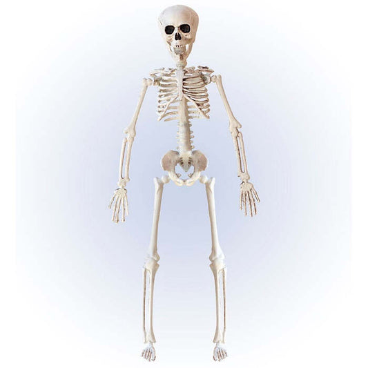 Posable Skeleton 40 Cm