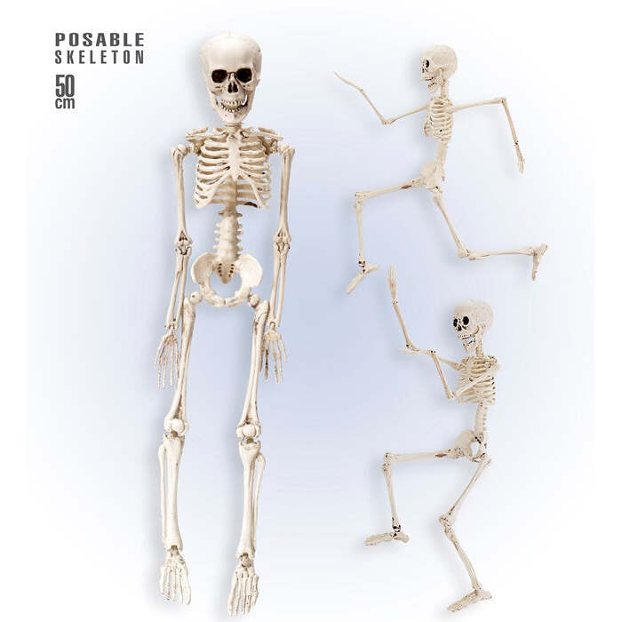 Posable Skeleton 50 Cm