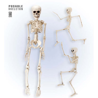 Posable Skeleton 50 Cm