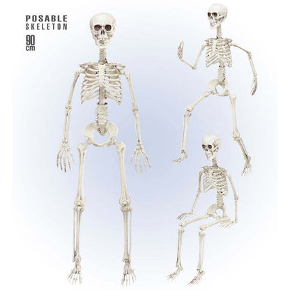 Posable Skeleton 90 Cm