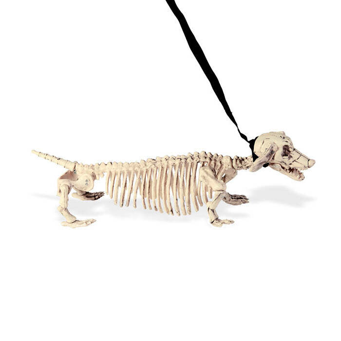 Dachshund Skeleton With Leash 55Cm