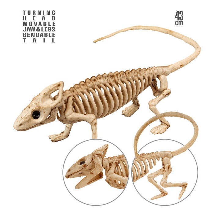 Iguana Skeleton 43 Cm 