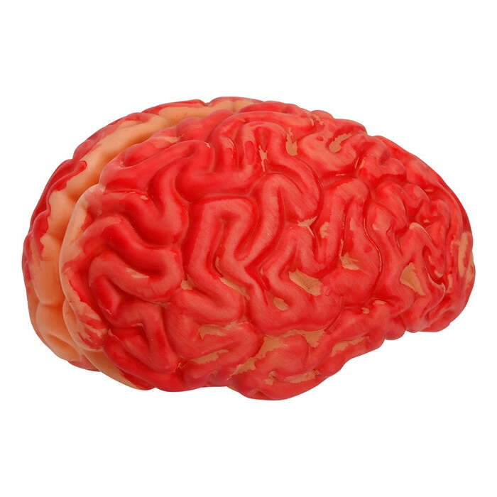Human Size Bloody Brain
