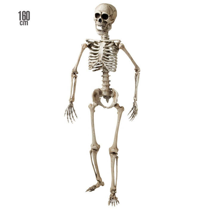 Skeleton Posable - 160 Cm