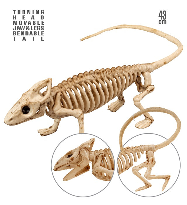 Iguana Skeleton 43 Cm 
