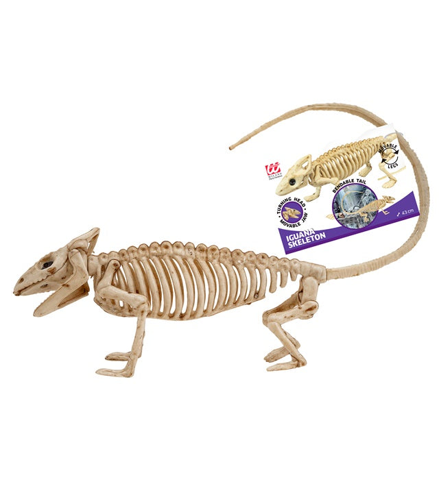Iguana Skeleton 43 Cm 