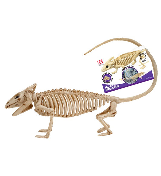 Iguana Skeleton 43 Cm 