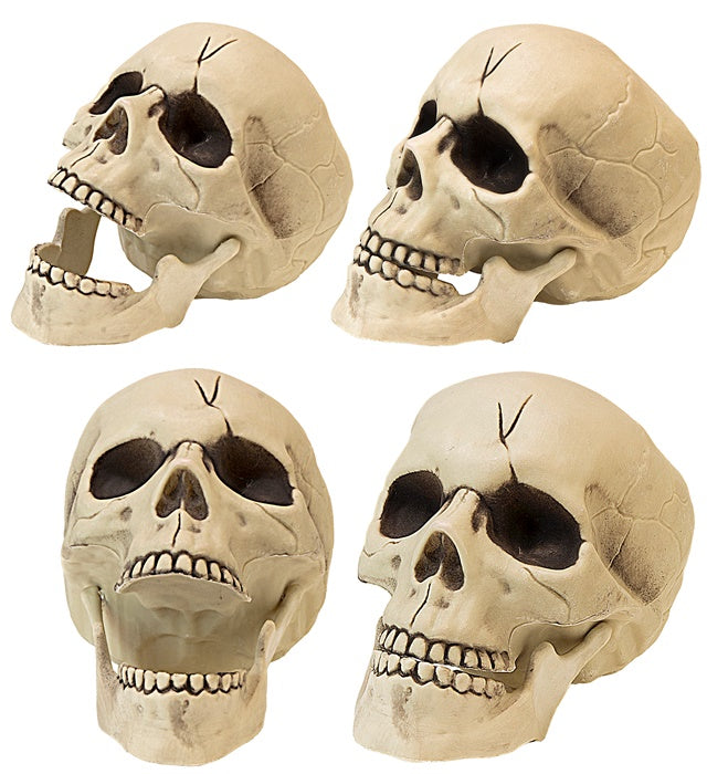 Pvc Skull With Movable Jaw 21 Cm