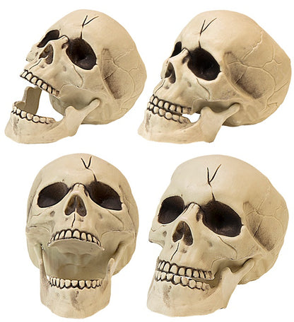 Pvc Skull With Movable Jaw 21 Cm