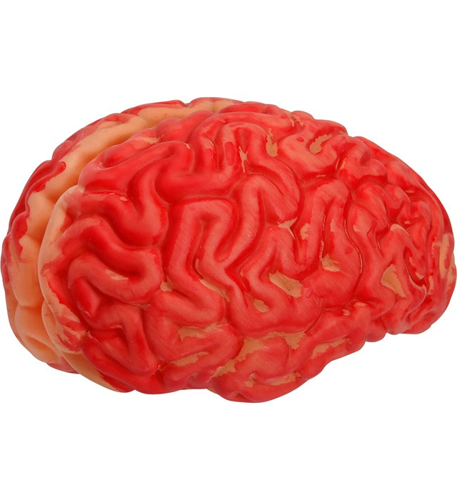 Human Size Bloody Brain