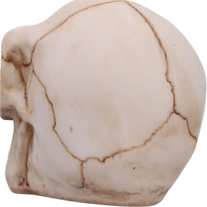 Eyes Wide Open Blue Decorative Resin Skull 12cm 6