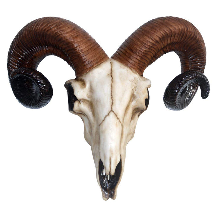 Realistic Wall Mounted Rams Skull Medium 33cm