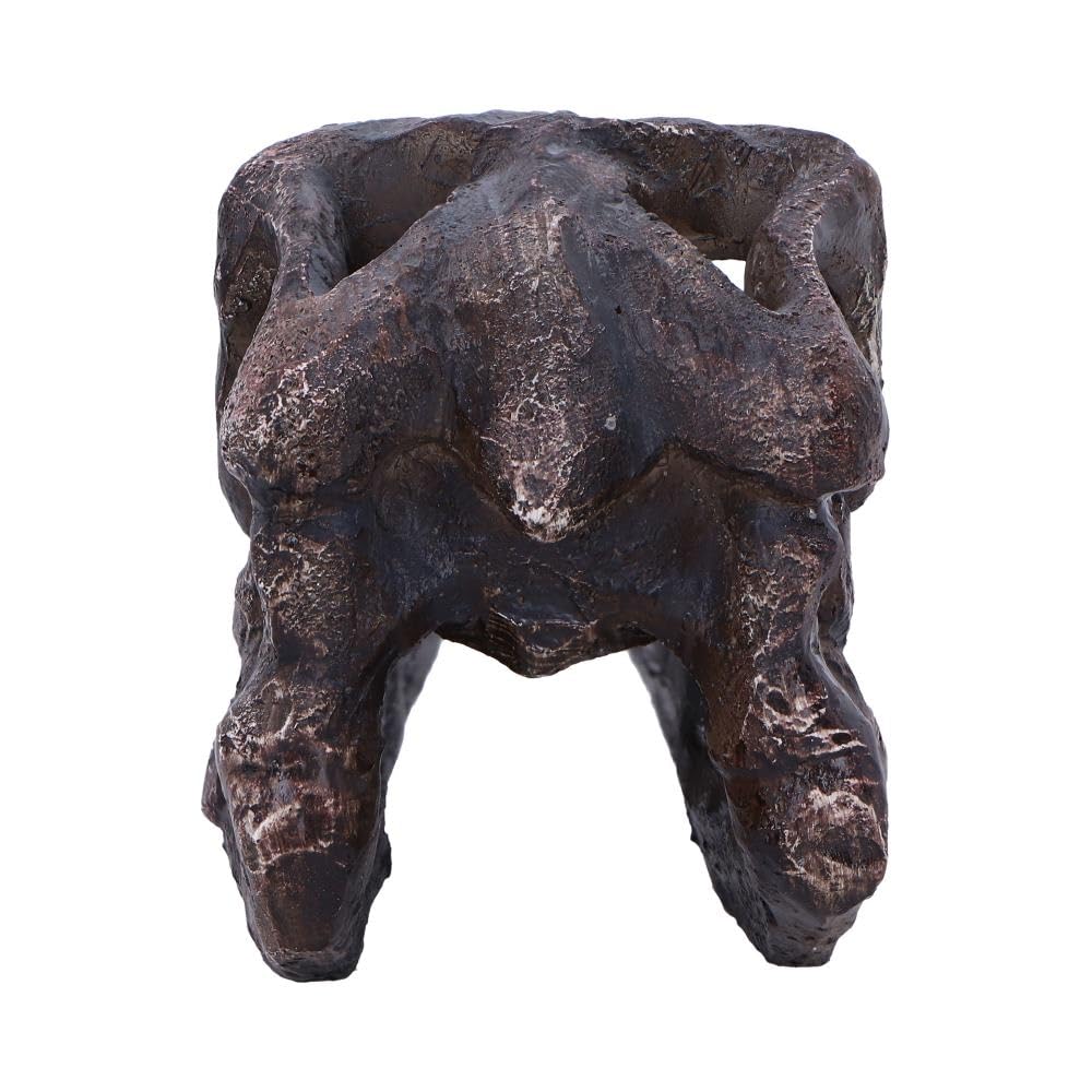 Archaeopteryx Skull Decorative Resin Replica 18cm 4