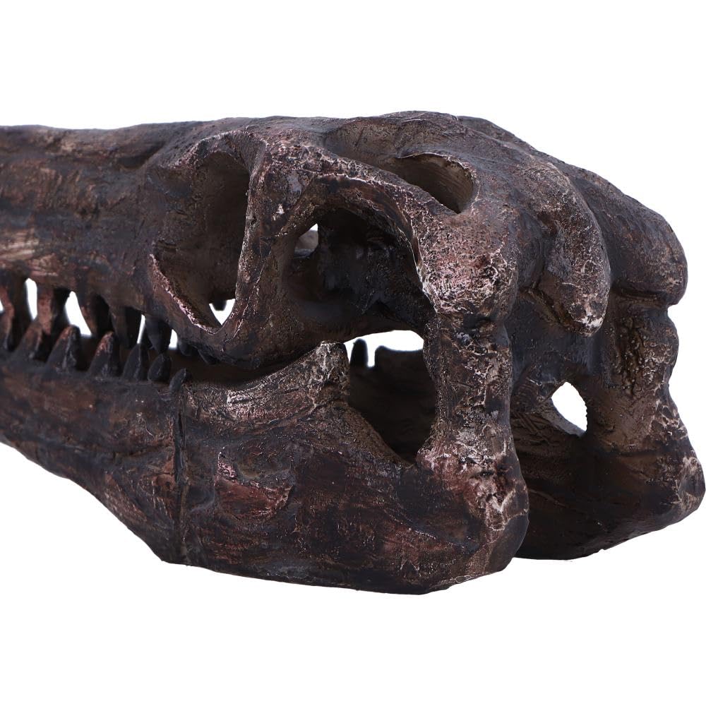 Archaeopteryx Skull Decorative Resin Replica 18cm 6