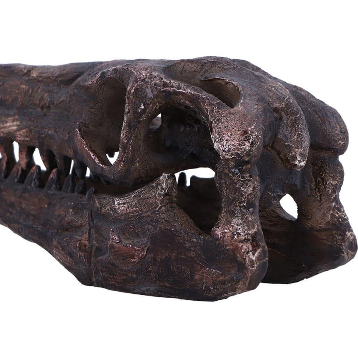 Archaeopteryx Skull Decorative Resin Replica 18cm 6