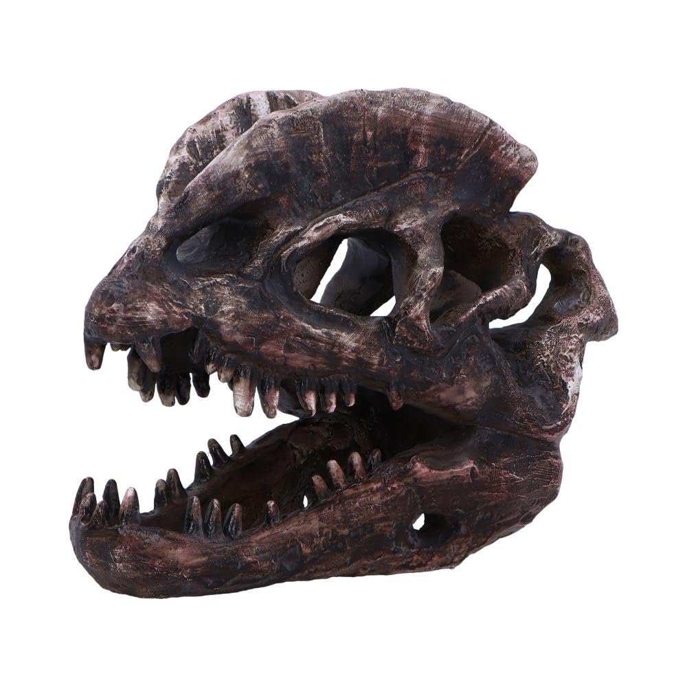 Dilophosaurus Skull Resin Replica 16cm 3