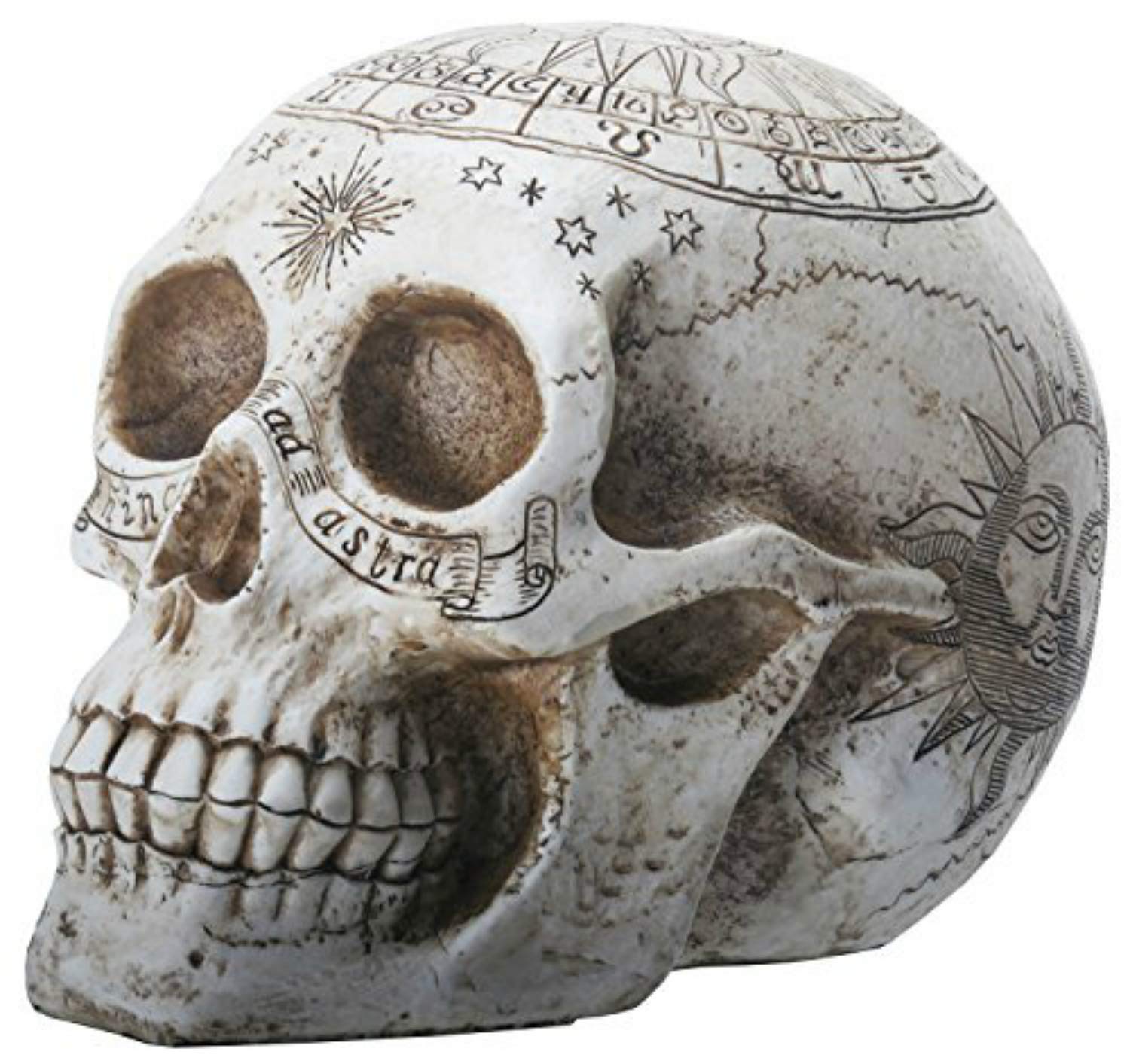 Astrological Skull Engraved With The Zodiac Circle 20cm 2
