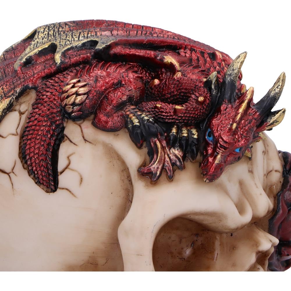 Rose Flame Decorative Skull With Sleeping Dragon 14.5cm 6