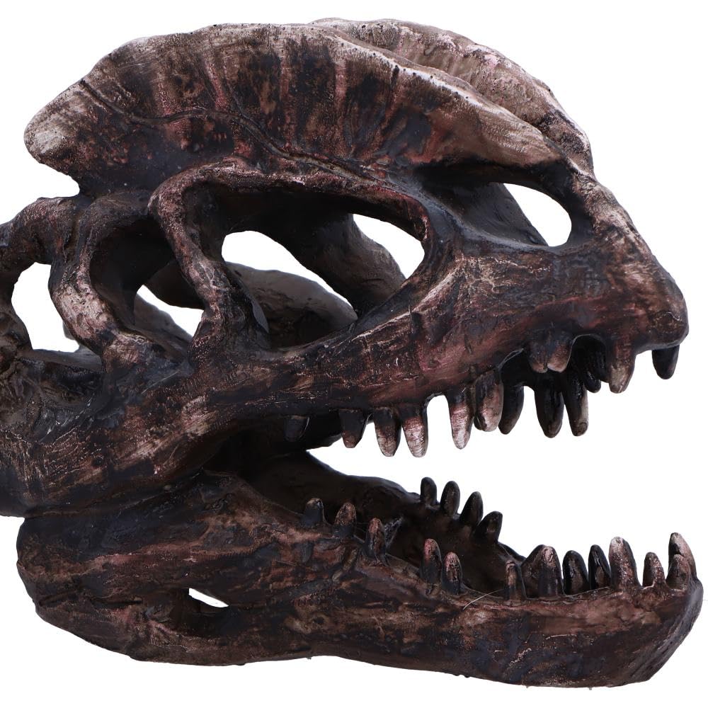 Dilophosaurus Skull Resin Replica 16cm 5