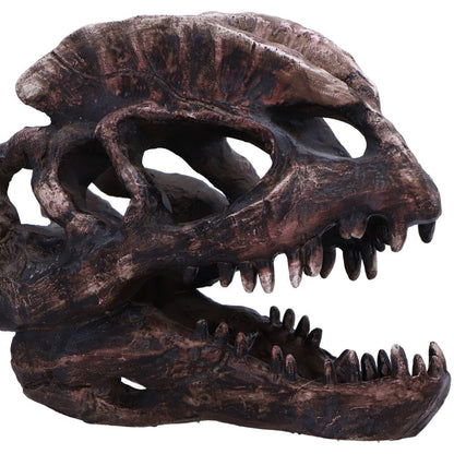 Dilophosaurus Skull Resin Replica 16cm 5