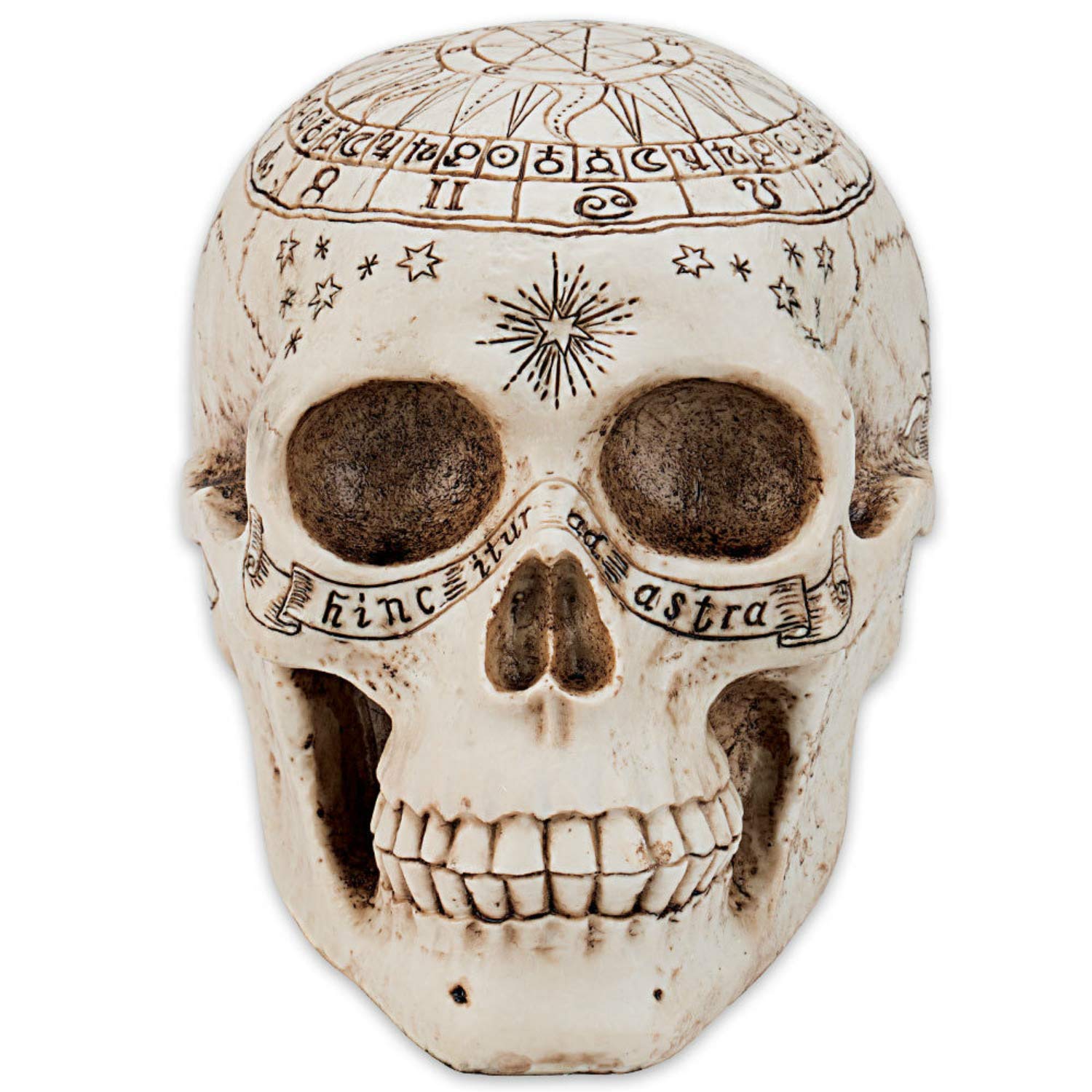 Astrological Skull Engraved With The Zodiac Circle 20cm 5
