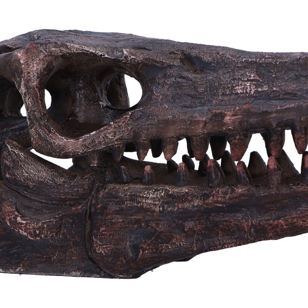 Archaeopteryx Skull Decorative Resin Replica 18cm 5