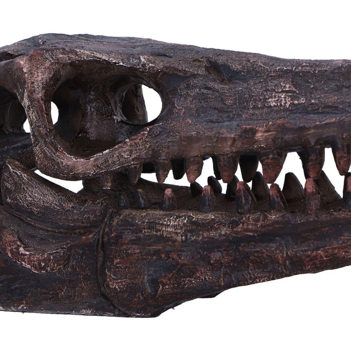 Archaeopteryx Skull Decorative Resin Replica 18cm 5